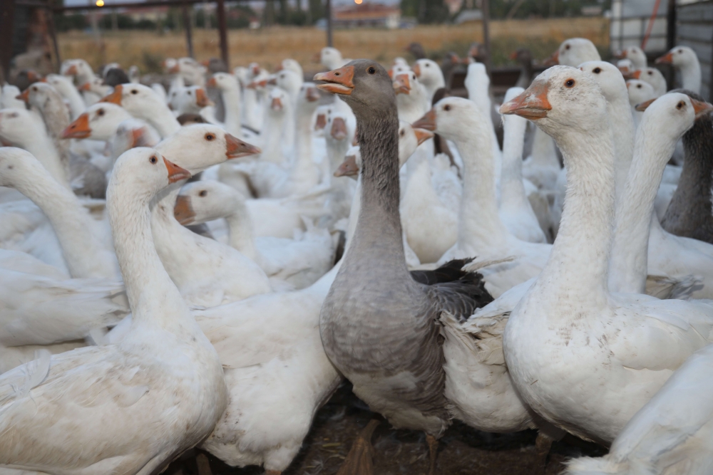 BİZİM KÖY SEPETİ 2