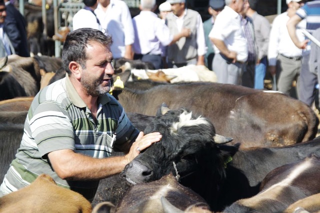 Çubuk'ta Kurbanlık Satışları Başladı