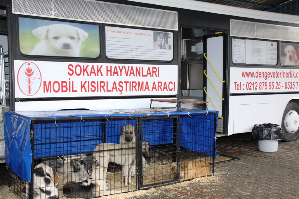 Çubuk’ta sokak hayvanları kısırlaştırılıyor