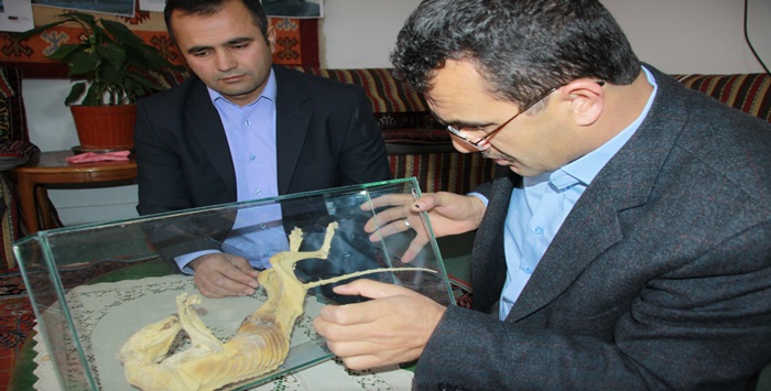 Cami temelinde hayvan fosili bulundu