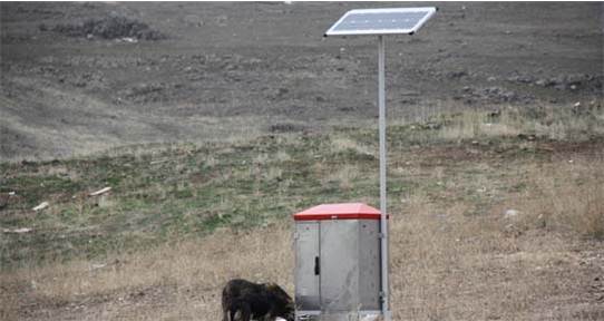 Sokak Hayvanlarına "Yemmatik ve Sumatik"