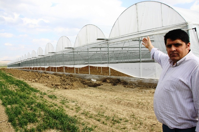 Akkuzulu domatesi, Çubuk'ta serada yetişecek
