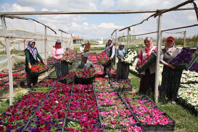 Çubuk’taki çiçek üreticileri yerel yönetimlerden destek bekliyor