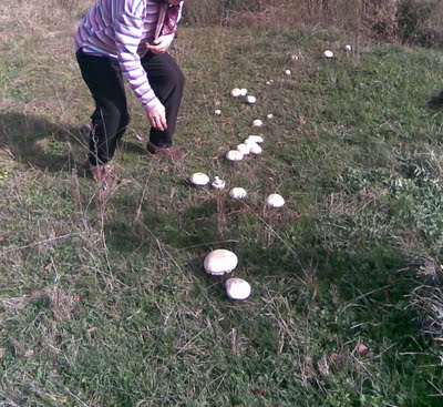 Vatandaş yağmur sonrası mantar toplamaya çıktı