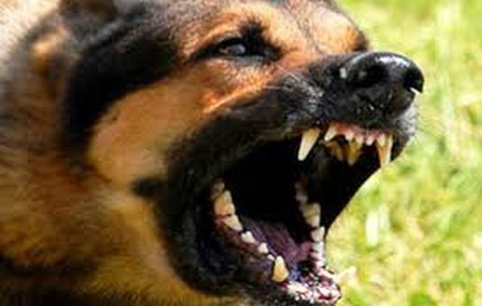 Çubuk’ta Çocuğu Isıran Köpek Kuduz Çıktı