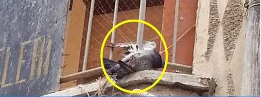 YARALI GÜVERCİN ÖZGÜRLÜĞÜNE KAVUŞTU