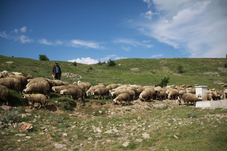 Çubuk'ta Yayla Zamanı