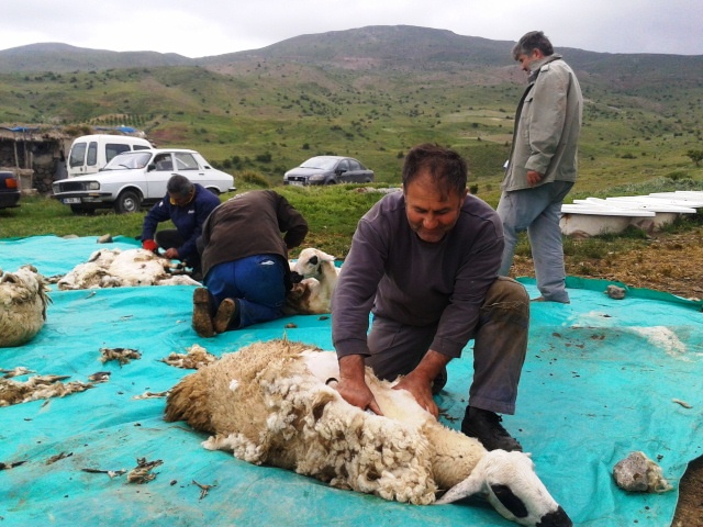 Koyun Kırkma Sezonu Başladı.