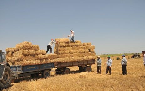 Ot ve saman çiftçinin kabusu oldu