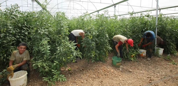 Akkuzulu Domatesi İçin Kurulan Dev Sera İlk Ürünü Verdi
