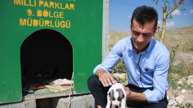 Ormanlık Alana Atılan Köpek Yavrularına Belediye Sahip Çıktı