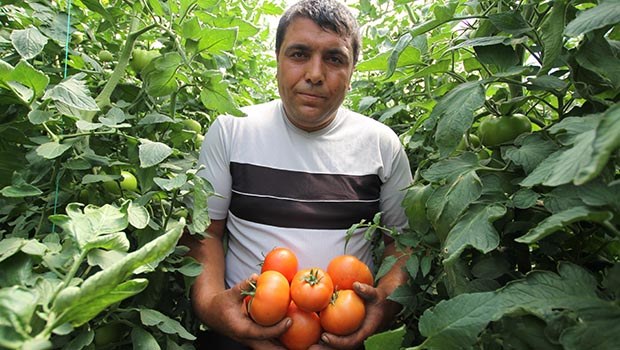 Dev serada ilk hasat