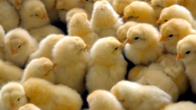 Cezayı Protesto İçin 20 Bin Civcivi Köylüye Dağıttı