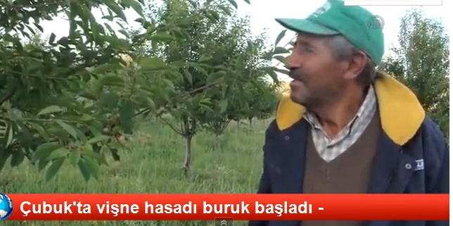 Çubuk'ta vişne hasadı buruk başladı