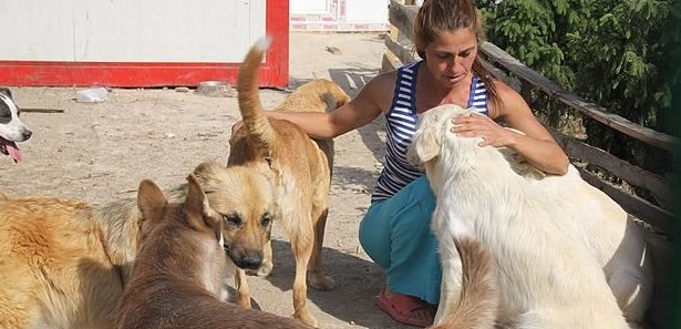 Çubuk'ta 1 Yılda 100 Sokak Köpeğini Sahiplendirdi