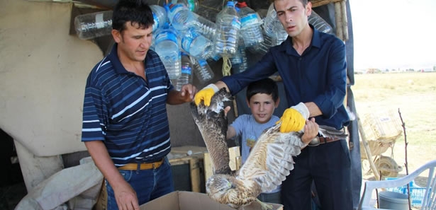 Şahin koyun sürüsüne saldırdı