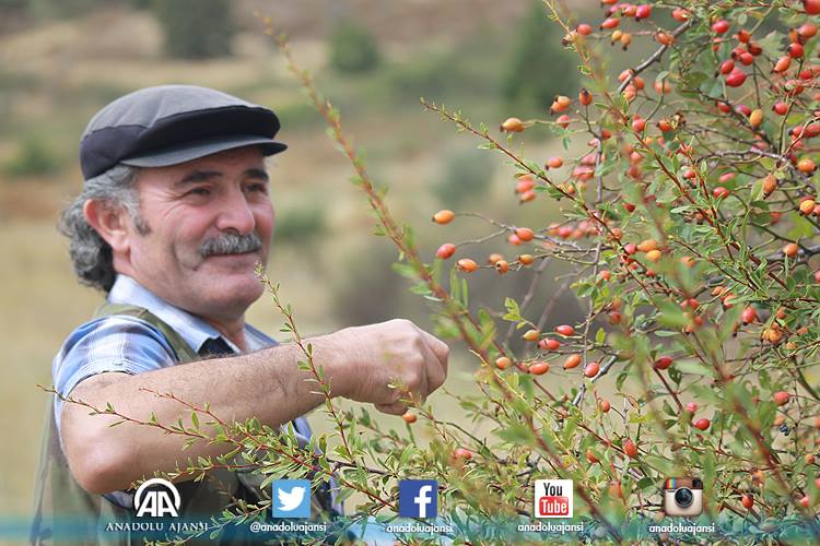 Çubuk'ta yabani meyve hasadı başladı
