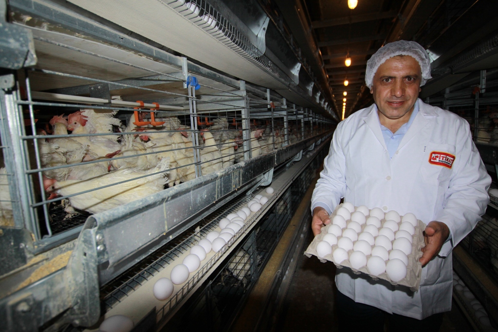 Üreticiden Tüketiciye Doğrudan Yumurta Satışı