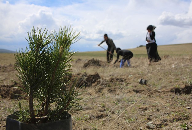 Diyanet 81 ilde 40 milyon fidan dikecek