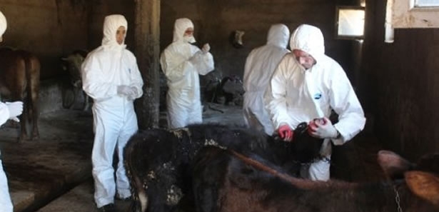 Çubuk’ta Kuduz Karantinası!