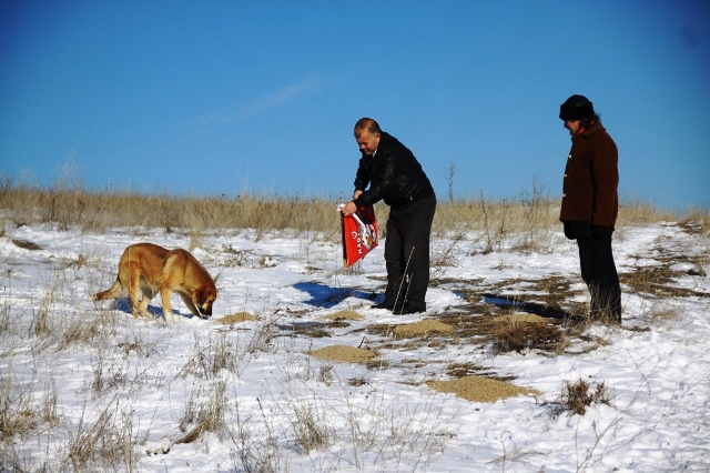 Çubuk’ta sokak hayvanları için yem bırakıldı
