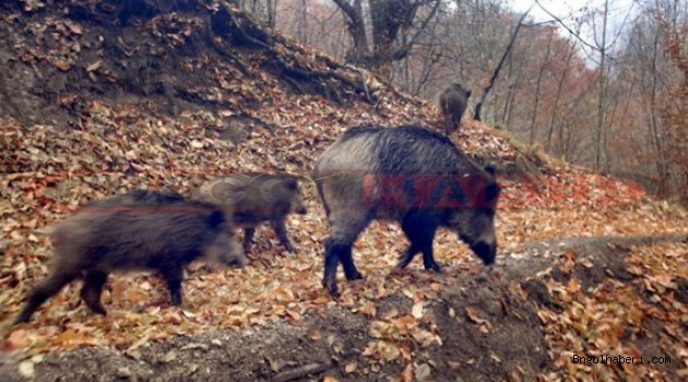 Yaban domuzu çobana saldırdı!