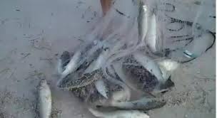 Baraj Gölünde Kaçak Avlanan Kişiye Para Cezası