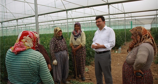 Çubuk Kaymakamı Şahin, Akkuzulu'daki seraları inceledi