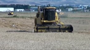 Buğday Hasadı Buruk Başladı
