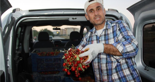Çubuk'ta vişne hasadı başladı