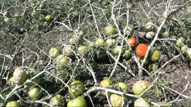 DOLU NEDENİYLE HASAR GÖREN ARAZİLERDE HASAR TESPİT ÇALIŞMASI YAPILDI