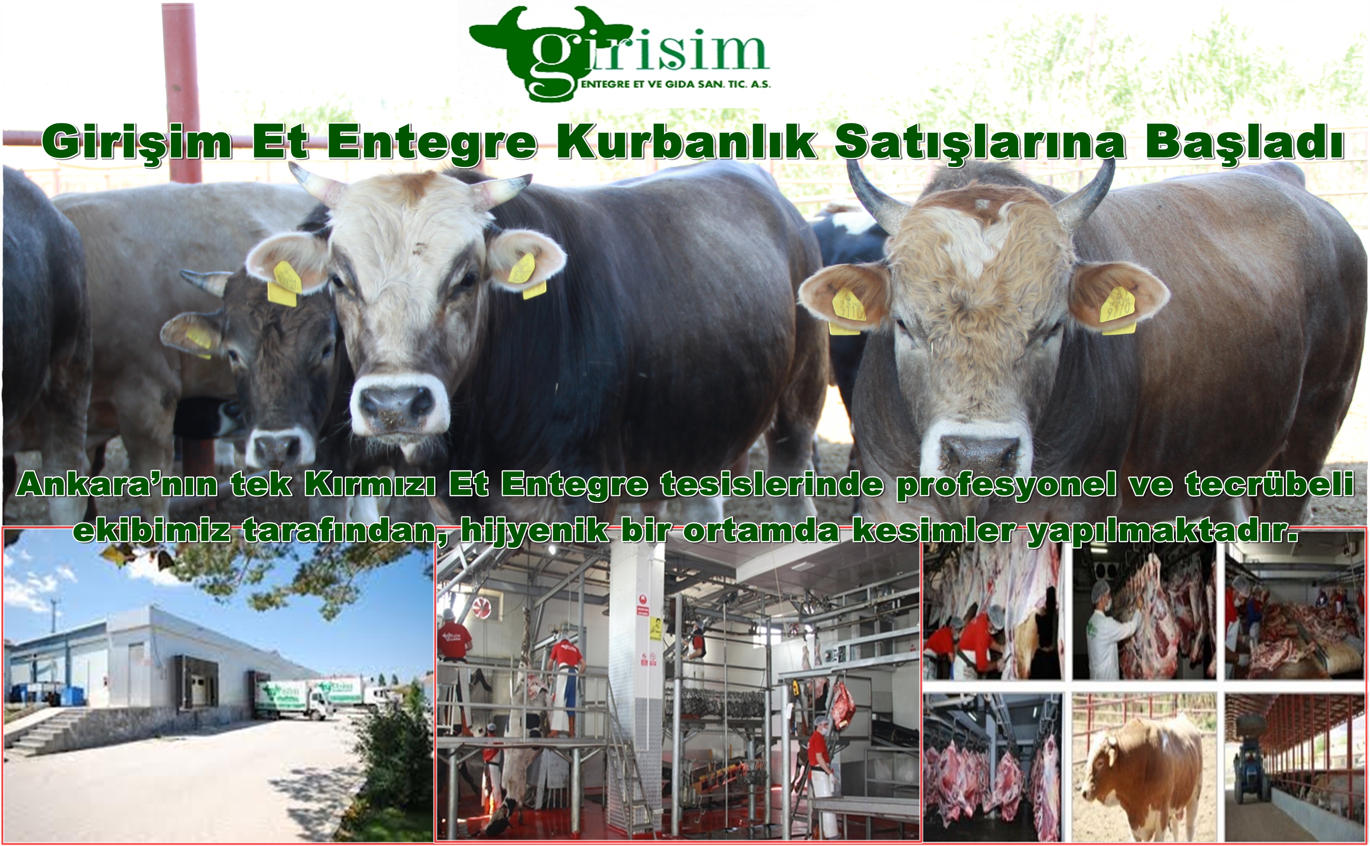 Girişim Et Entegre Kurbanlık Satışlarına Başladı