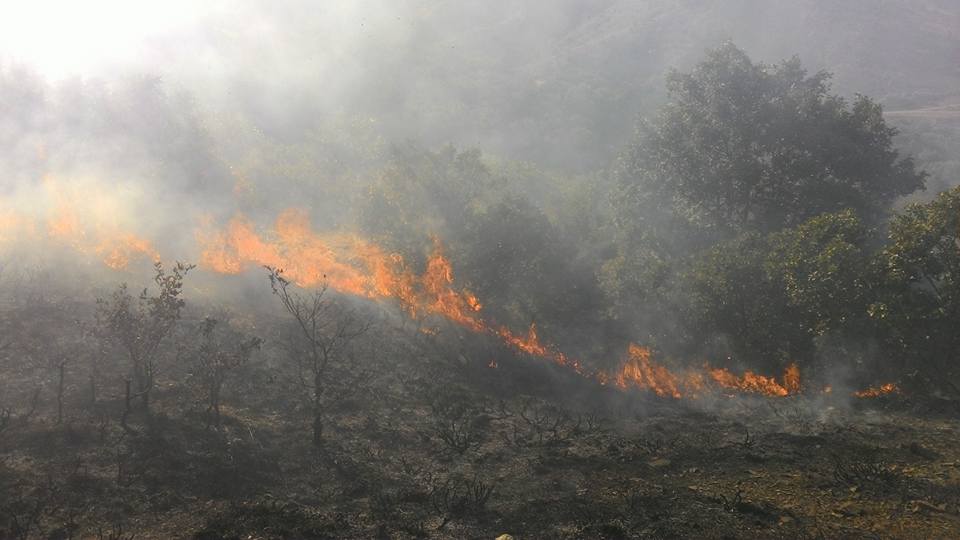 Çubuk'ta orman yangını