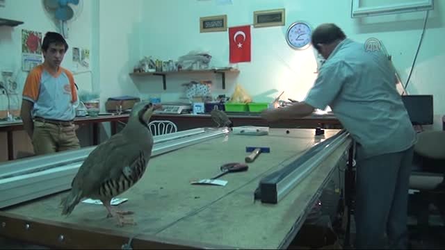 Kınalı Keklikleriyle Çalışarak Huzur Buluyor