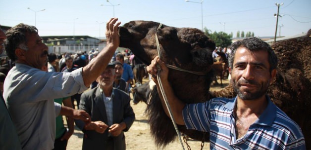 Çubuk Hayvan Pazarındaki Deveye İlgi