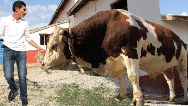 Çubuk'ta kurbanlık satışları beklenenin altında kaldı