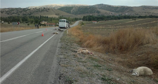 Otobüsün Çarptığı Koyunlar Telef Oldu
