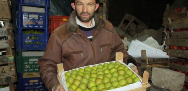 Ankara Armudunun Üreticisi Düşen Fiyattan Şikayetçi