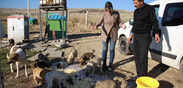 Sokak hayvanlarını elleriyle besliyor