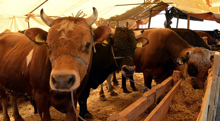 Çubuk'ta şap hastalığı karantinası