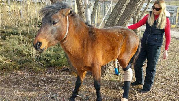 Ayağı Kopan Ata Üçüncü Protez