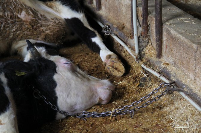 Çubuk'ta akıma kapılan büyükbaş hayvanlar telef oldu