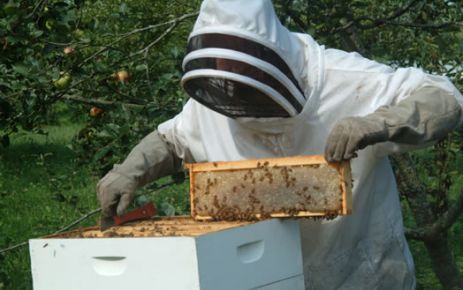 Çubuk'ta Arıcılık Kursuna Yoğun İlgi