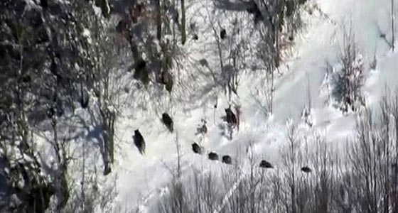 Yaban Domuzu Sürek Avı