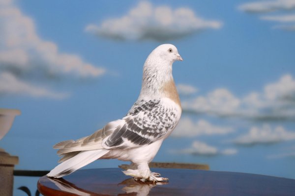 Çubuk’ta Güvercin ve Köpek Hırsızlığı