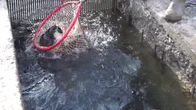 Çubuk'ta Alabalık Sağımı Başladı