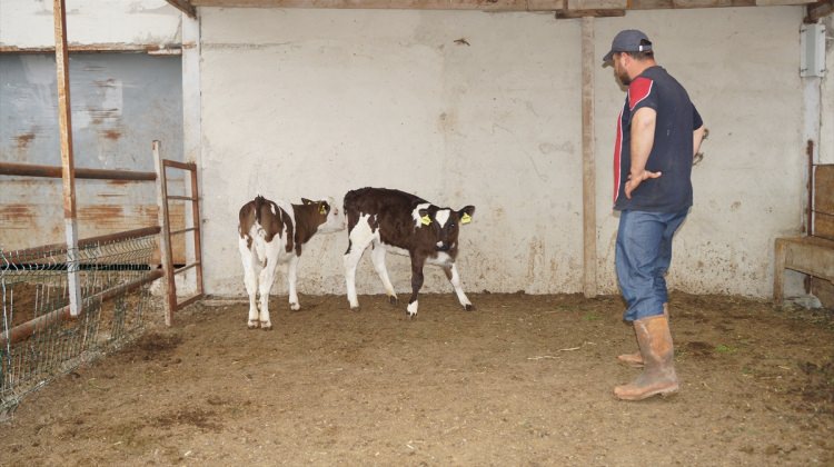 Farklı cinste doğan 2 yavru ilgi çekiyor