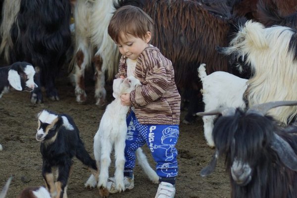 Oğlaklar Minik Umut'un Oyun Arkadaşı
