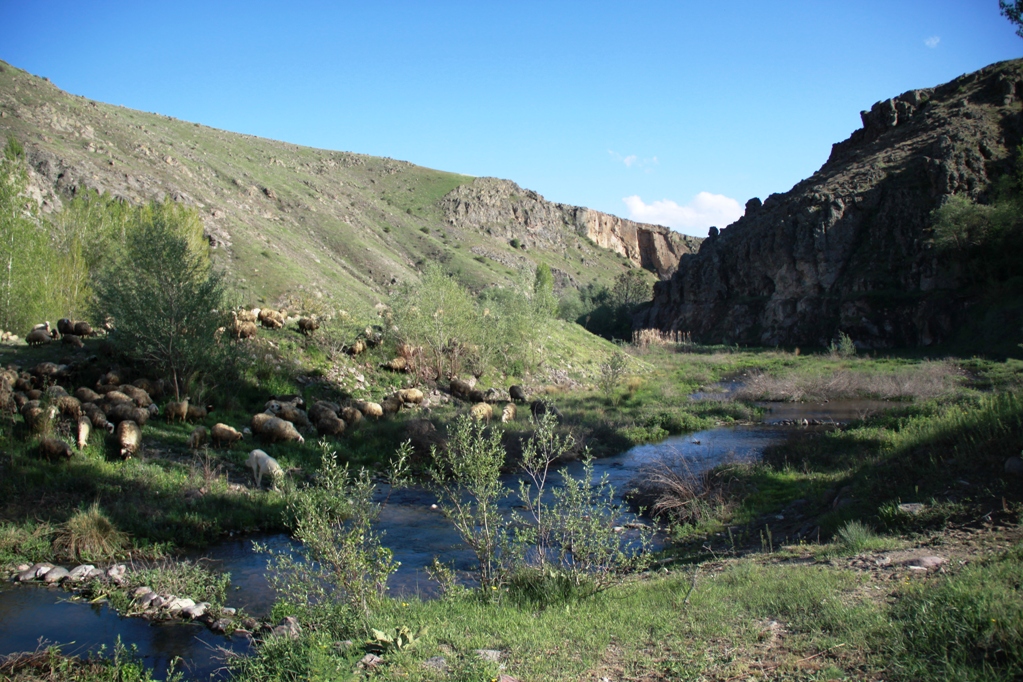 Çubuk Çayı Vadisi ağaçlandırılacak