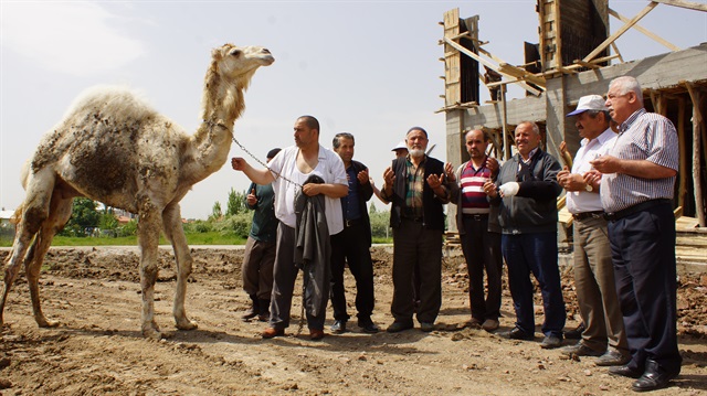 Kurbanlık devenin peşine düştüler
